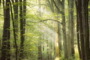 The impact of weather on the reproduction of beech trees in Europe