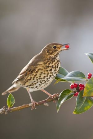 Migratory birds can help plants cope with global warming