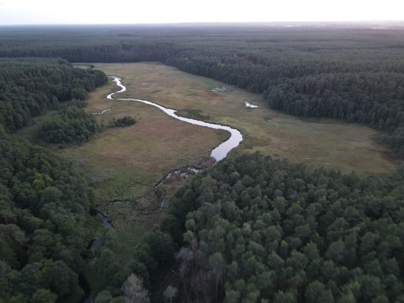 mokradła