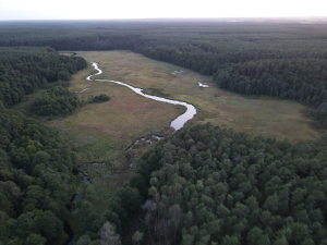 mokradła