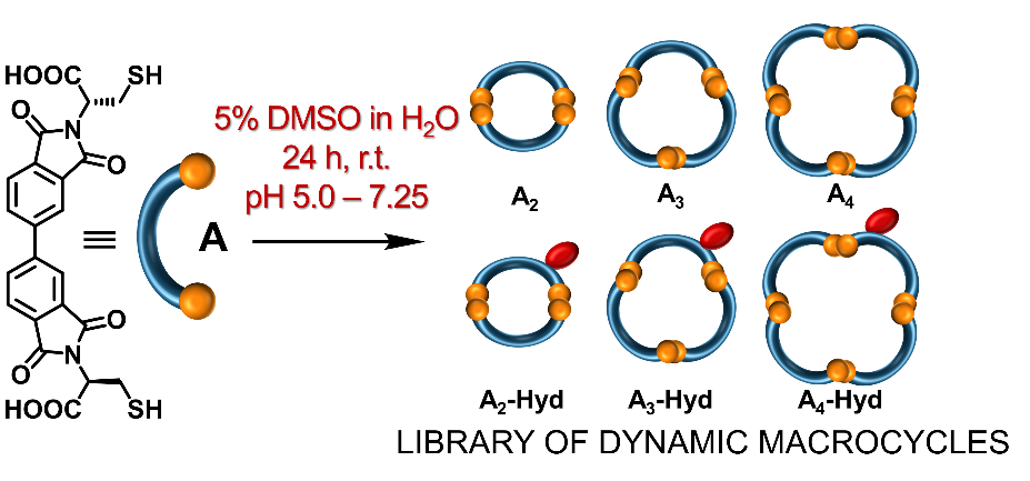 library of dynamin macrocycles