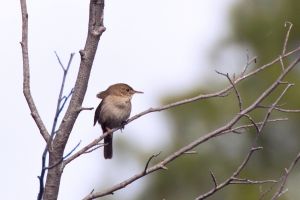 Badania nad śpiewem ptaków