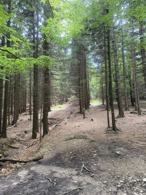 To lata nieurodzaju, a nie urodzaju, są najbardziej zsynchronizowane w lasach – wynika z badań naukowców z UAM