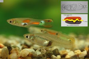 Zdjęcie - badania na gupikach