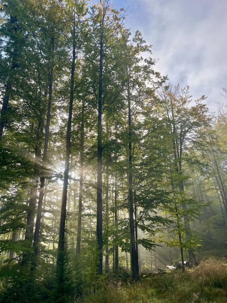  The European beech produces seeds even during extreme droughts Sunbeams filter through the tall trees in the forest; slender trunks, green leaves and a light mist hovering over the forest floor are visible.