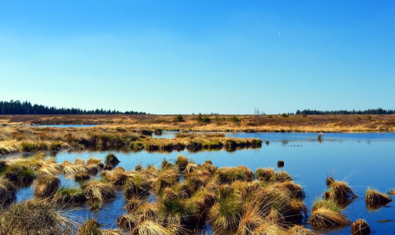 A vast peat bog with shallow pools of water and tufts of grass, with a line of trees in the distance under a cloudless blue sky.