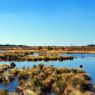 A vast peat bog with shallow pools of water and tufts of grass, with a line of trees in the distance under a cloudless blue sky.