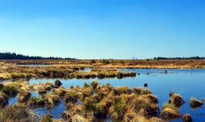 A vast peat bog with shallow pools of water and tufts of grass, with a line of trees in the distance under a cloudless blue sky.