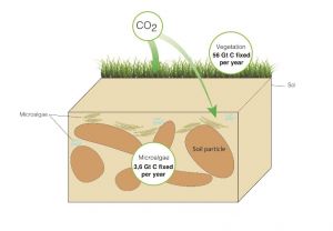 Glony glebowe w dużym stopniu przyczyniają się do obiegu węgla w skali globalnej