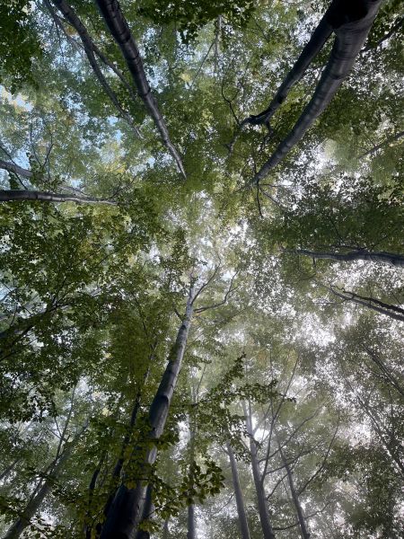 Beech forest on Babia Góra