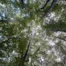 Beech forest on Babia Góra