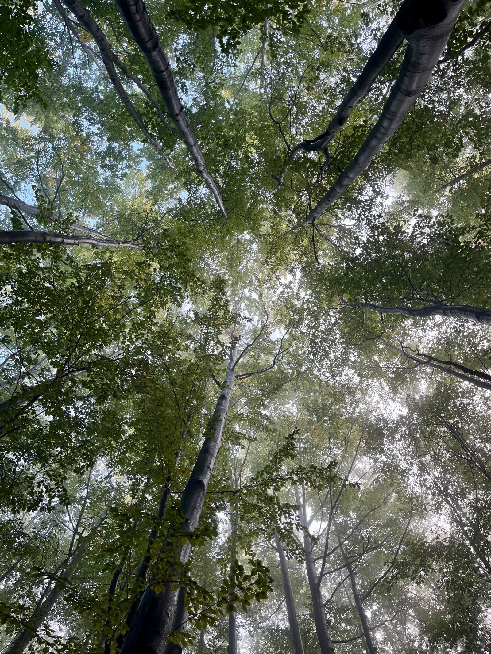 Beech forest on Babia Góra
