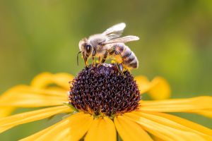 Wielki Dzień Pszczół w Ogrodzie Botanicznym UAM