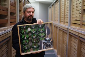 Lepidopterologia zajmuje naukowców z UAM 