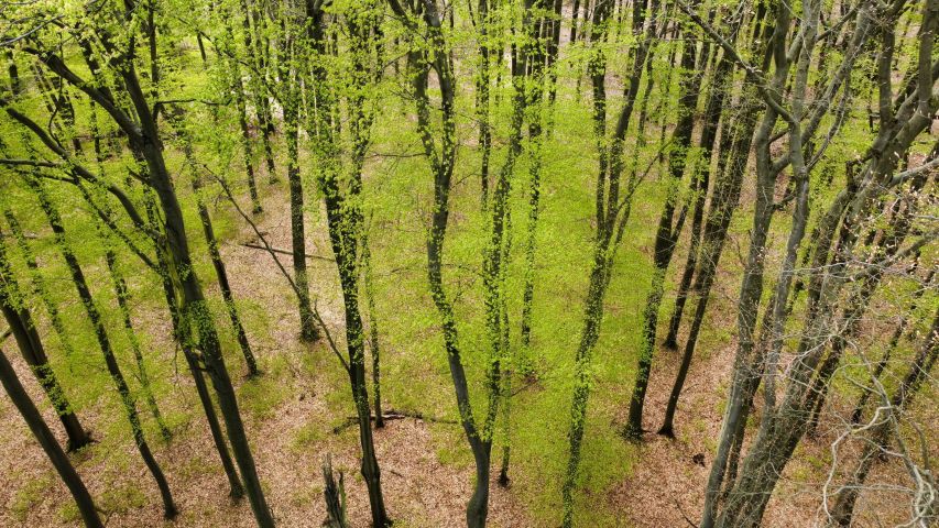 A photograph of a green forest, taken from a bird's-eye view.