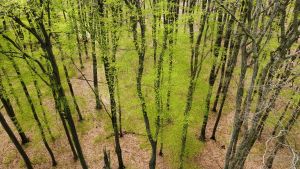 A photograph of a green forest, taken from a bird's-eye view.