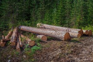 Wpływ eksploatacji lasów na ekosystem