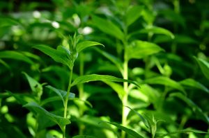 „Pozytywna strona tlenku azotu w odpowiedzi roślin na stresy środowiskowe”