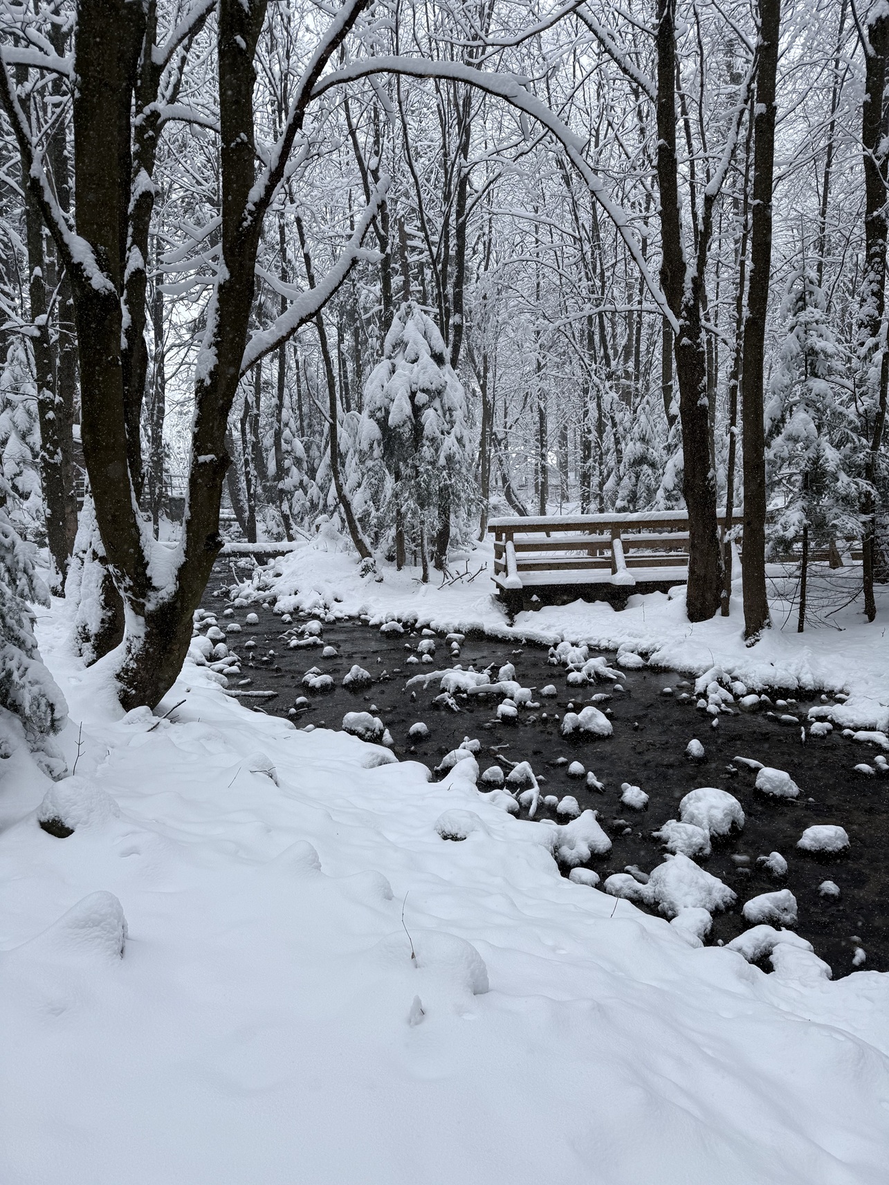 A photo from the snow-covered Tatra Mountains, taken during a crocus-viewing trip that turned into a winter getaway 
