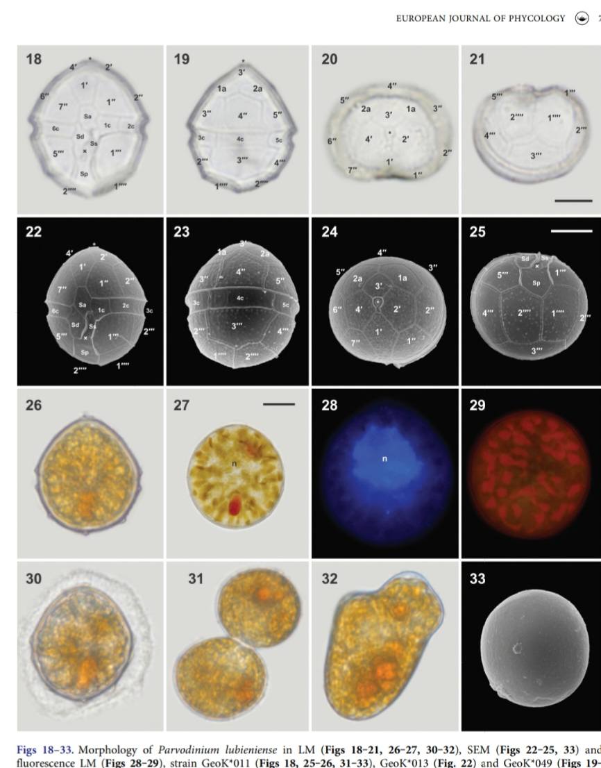 Parvodinium lubieniense