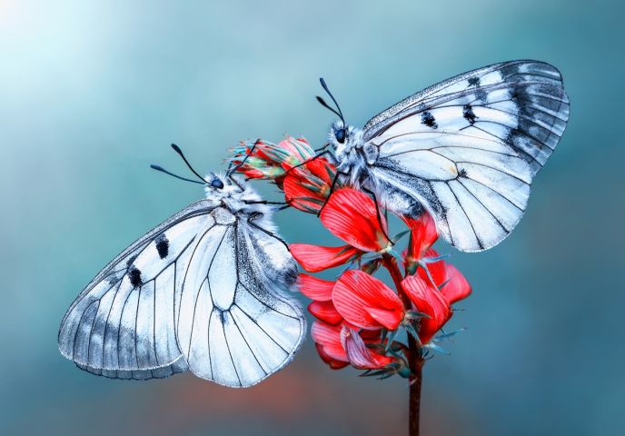 Two white butterflies with black spots sitting on a red inflorescence, facing each other with their wings, against a blurred blue-green background.