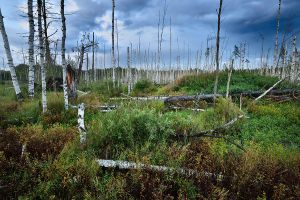 Naukowcy z UAM badają torfowiska i zmiany klimatu