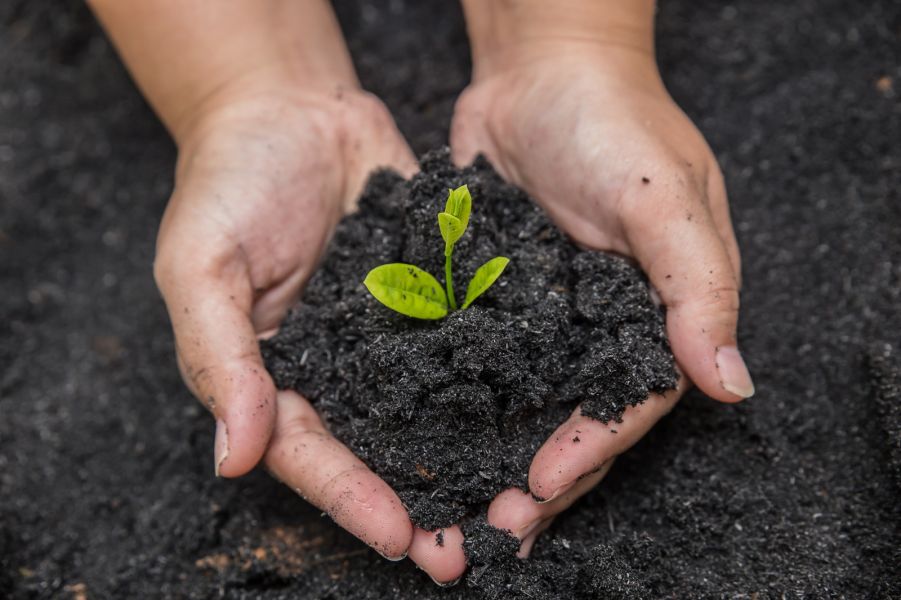 The image shows a sprouting plant from the ground held by a person in their arms