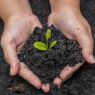 The image shows a sprouting plant from the ground held by a person in their arms