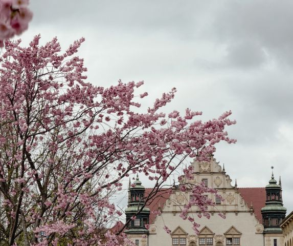 The photo presents the top of the main AMU building - Collegium Minus - surrounded by blooming cherry blossoms
