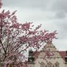 The photo presents the top of the main AMU building - Collegium Minus - surrounded by blooming cherry blossoms