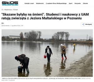 Głos Wielkopolski i inne media o ratowaniu małży