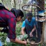 A research study on the response of two butterfly species to humidity