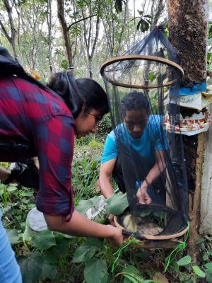 A research study on the response of two butterfly species to humidity