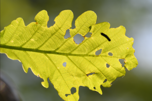 Jak przechytrzyć gąsienice? – naukowiec z UAM współautorem artykułu w Nature Ecology and Evolution