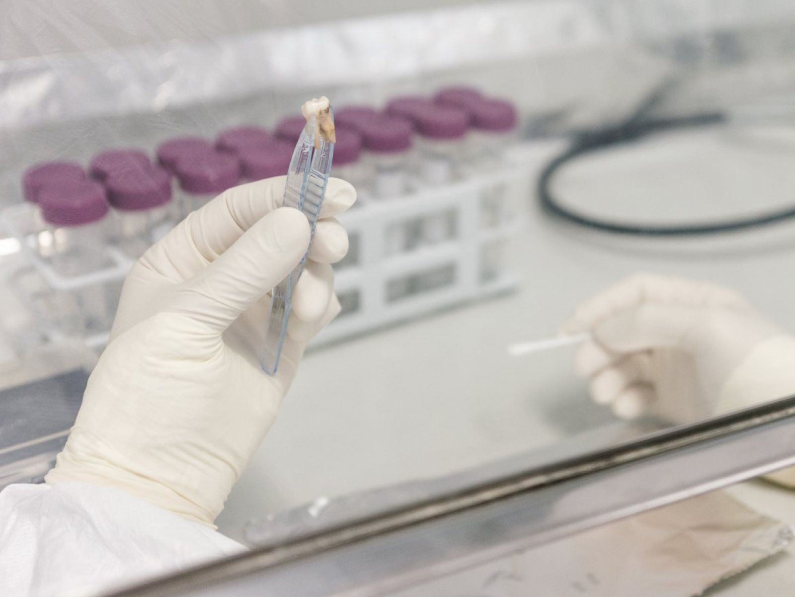   A hand wearing a glove holds a small sample with tweezers in a laboratory
