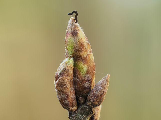 A black butterfly caterpillar sitting on an undeveloped oak leaf