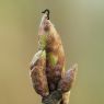 A black butterfly caterpillar sitting on an undeveloped oak leaf