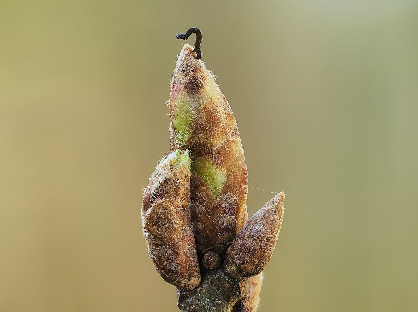 A black butterfly caterpillar sitting on an undeveloped oak leaf